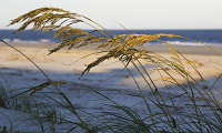 Seabrook Sea Oats