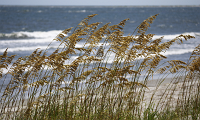 Gratuitous Sea Oats Photo